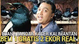 NO SETINGAN ! BURUNG SEHAT BUAT GRATIS BELI 1 GRATIS 2 EKOR BURUNG MURAI TROTOL GRATIS TRUCUK