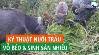 Hướng dẫn Kỹ thuật nuôi vỗ béo Trâu thịt, nuôi Trâu sinh sản hiệu quả