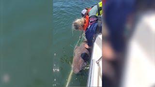 2 shark species found in Puget Sound for 1st time, including critically endangered one