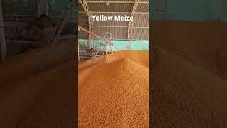 Yellow Maize For Export |  Sorting Machine