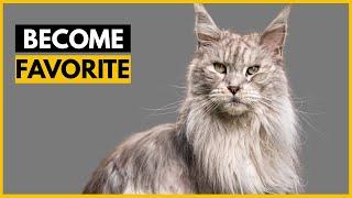 How Maine Coon Cats Choose Their Favorite Person