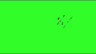 Birds Flying Green Screen Video HD - BIRDS - Chroma Key - NO COPYRIGHT