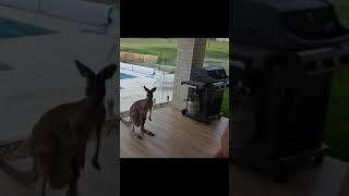 Kangaroo and Joey in my Patio