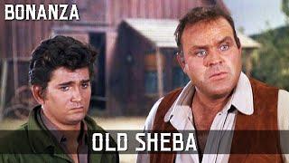 Bonanza - Old Sheba |  Episode 178 | TV Classic | Cult Western | Wild West | Cowboy