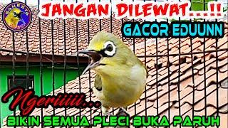 Suara Burung Pleci Gacor Buka Paruh Bongkar Isian memancing semua pleci cepat GACOR #plecigacor