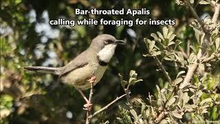 Bar-throated Apalis calling while foraging