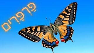 פרפרים לילדים בעברית | תראו איך הזחל הופך לגולם ומגולם לפרפר | חרקים לילדים | ידע כללי | parparim