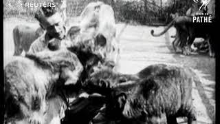 A lion farm in Los Angeles (1922)