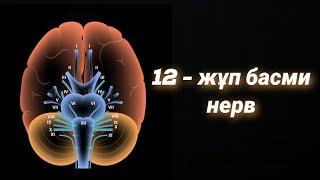 12 жұп бас ми нерв