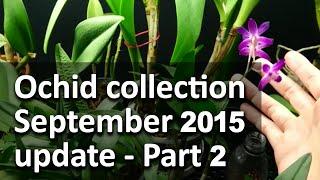 Orchid collection update - September 2015 - Part 2