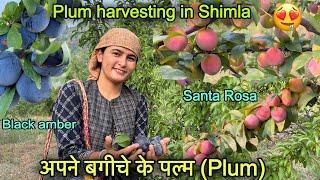 पहाड़ों में अपने बगीचे के पल्म (Plum) || Plum Farming || pahadi lifestyle Vlog || Girl from North