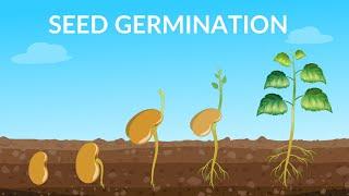 Seed Germination  | How Does A Seed Become A Plant