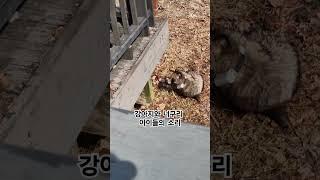 너구리도 강아지도 아이들도 서로 신기해요!  #강아지 #dog #너구리 #raccoon #아이들 #children #신기해요 #amazing