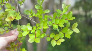 Crepe myrtle (Lagerstroemia indica) - Plant Identification