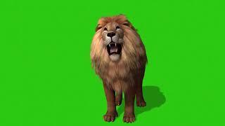 Lion Real Green Screen Effect Videos