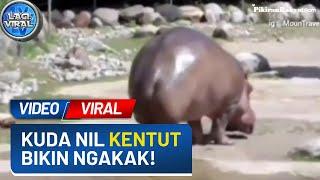 Video Viral! Detik-detik Seekor Kuda Nil Kentut Suaranya Menggelegar dan Lucu, Netizen: Ngakak