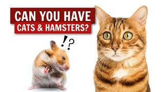 How I Own Cats & Hamsters 