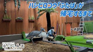 ハシビロコウ「ふたば」が部屋に帰宅するまで【掛川花鳥園公式】