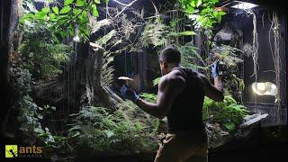 My Mushroom Growing Operation Using Termites in My Giant Rainforest Vivarium