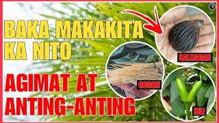 MGA URI NG AGIMAT, ANTING ANTING AT BERTUD NA MAKUKUHA SA HALAMAN | MUTYA NG KALIKASAN