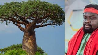 Spiritual Benefits Of Baobab Tree: If You Want To Be Successful In Your Business, Just Do This