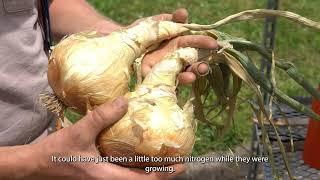 How to Overwinter Onions