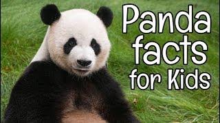 Panda Facts for Kids | Classroom Learning Video