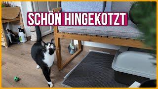 Katzengras regt das Würgen an und Charlies Poesie