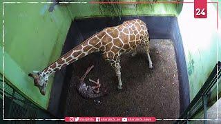 Bali zoo names newborn baby giraffe 'Corona'