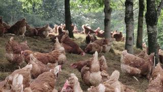 Trees mean better business for Chicken Farmers - Lakes Free Range Egg Company