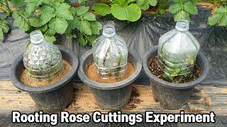 Rooting Rose Cuttings Experiment