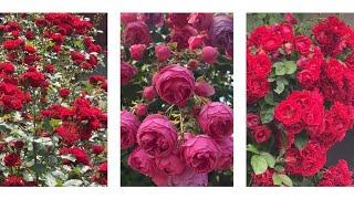 50 Beautiful Rose Varieties - The Most Beautiful Rose Collection - 50 வகையான ரோசாப்பூ தொகுப்பு