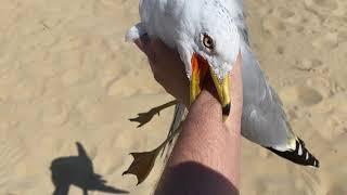 I caught a seagull....