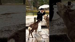 Short video Nara Park in Japan 