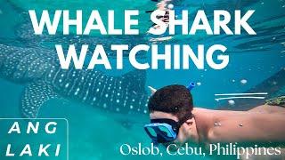 OSLOB WHALE SHARK WATCHING EXPERIENCE | SWIMMING WITH BUTANDING | PROCESS AND COST