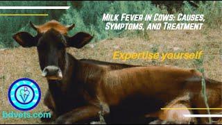 Milk Fever in Cows: Causes, Symptoms, and Treatment