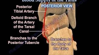 Talus fracture ,Avascular Necrosis, Blood Supply  - Everything You Need To Know - Dr. Nabil Ebraheim