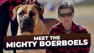 Experts Guide to the Boerboel