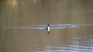 Great Crested Grebe 2018