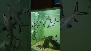 Silver Shark  #shark #latest #viral