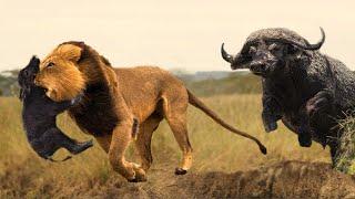 БУЙВОЛ В ДЕЛЕ! Буйвол против льва крокодила носорога бегемота