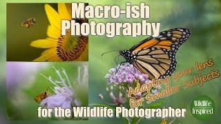 Macro-ish Photography for the Wildlife Photographer