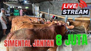 Sapi Sudah Turun… Harga 6 jutaan ada, 8 jt dpt Simental Jantan