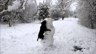 Staffordshire Bull Terrier vs Snowman