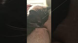 kitty in the sunshine, whispering #asmr #cat