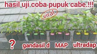 pupuk cabe yang bagus‼️ultradap merokeMAP gandasilD. #cabe #garden