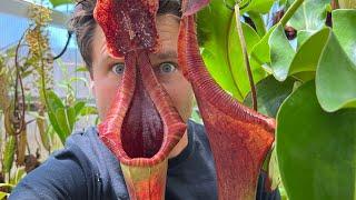 2022 Part 1 Big Carnivorous Plant Greenhouse Tour, Highland Side - Jeremiahs Plants