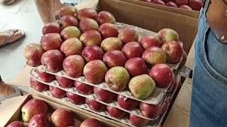 Today's Shimla Mandi apple price update | Apple Market Update | Live Update