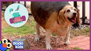 All Better — Let’s Help A Dog Who’s Too Big To Wag His Tail | Dodo Kids