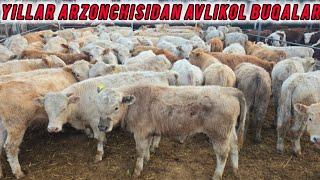 AVLIKOL VA GREFORT BUQALAR YILLAR ARZONCHISIDAN 🫡